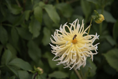 Close-up of insect on yellow flower