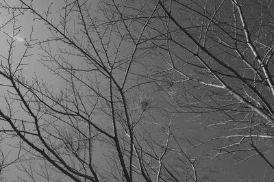 Low angle view of tree against sky