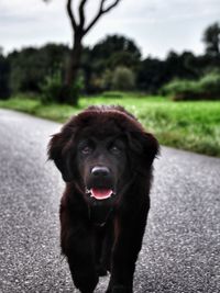 Dogs on road