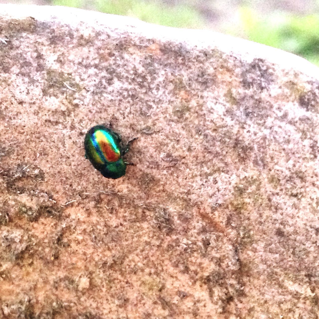 multi colored, close-up, high angle view, nature, day, no people, green color, ball, selective focus, animal themes, outdoors, sphere, rock - object, one animal, beauty in nature, field, toy, textured, sunlight, blue