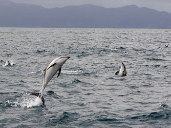 Dolphins jumping over sea against mountains