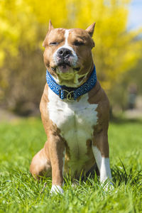Dog looking away on grass