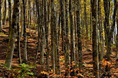 Pine trees in forest during autumn