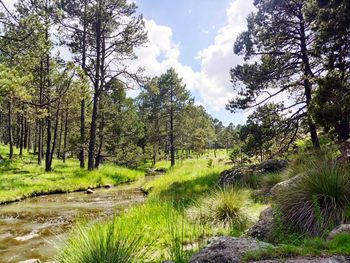 Scenic view of waterfall in forest against sky