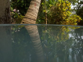 Reflection of trees in lake