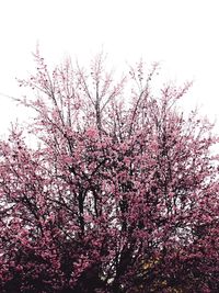 Low angle view of pink flowers