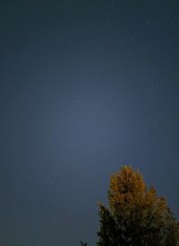 Low angle view of tree against sky at night