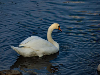 Swan swimming in lake