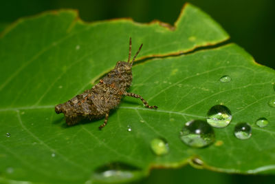 Close-up of insect on leaf