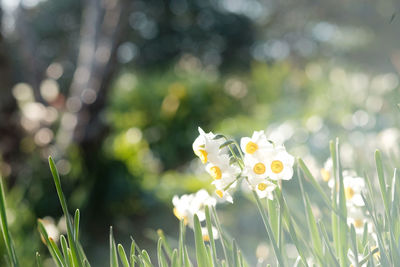 Close-up of yellow flowers blooming outdoors