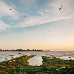 Bird flying over sea