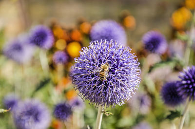 Globe thistle with bee in a garden on a sunny day