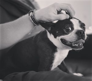 Cropped image of person touching boston terrier