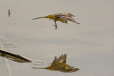 Bird flying over lake