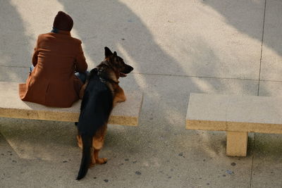 Dog walking on street