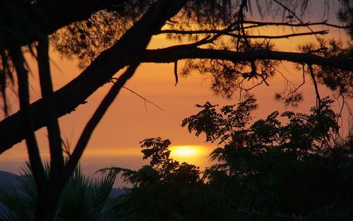 Silhouette trees against romantic sky at sunset