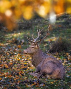 Deer in a field