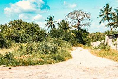 Boabab tree and palm trees on a dirt road at mida creek in watamu, malindi in kenya