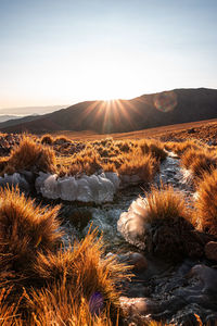 Scenic view of landscape against sky