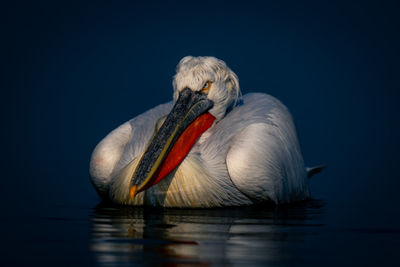 Close-up of pelican