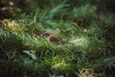 Bird in the grass