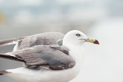 Seagull near the sea and ship in the natural environment. close-up portrait of a sea bird