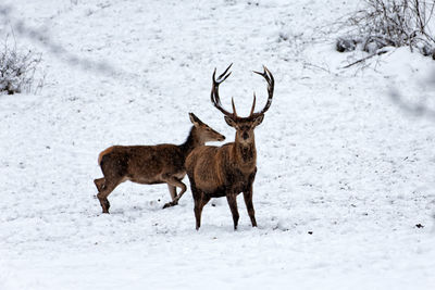 Deer on snow covered field