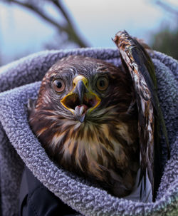 Close-up of owl