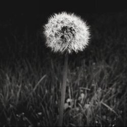 Close-up of dandelion