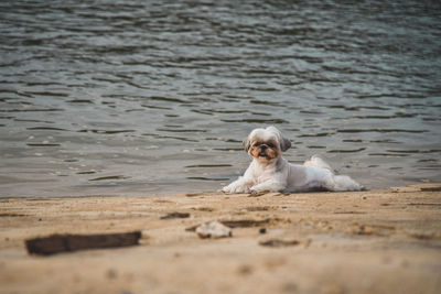 Dog sitting on the beach