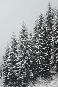 Snow covered trees in forest against clear sky