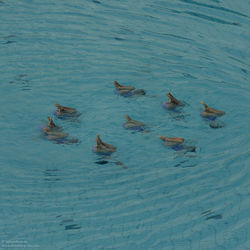 Birds in water