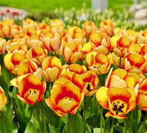 Close-up of yellow tulips