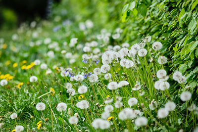 Close-up of white flowering plants on field