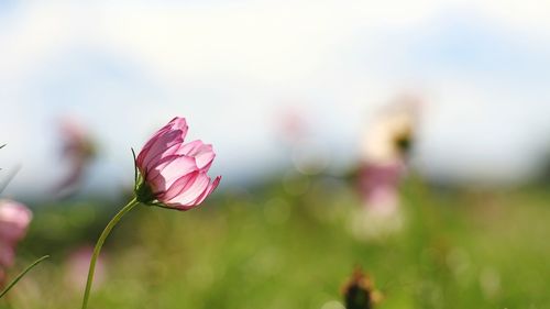 Close-up of pink flower