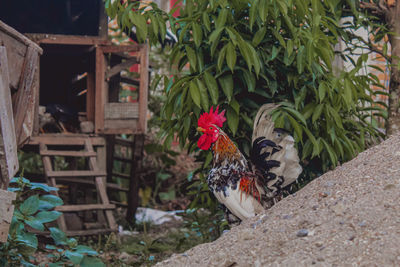 View of a bird against plants