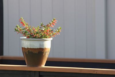 Close-up of potted plant on table