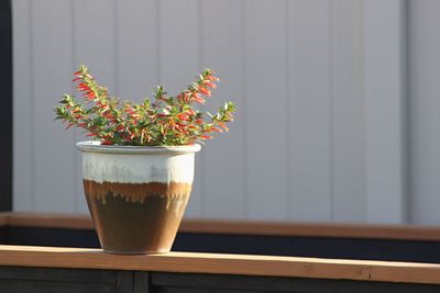 Close-up of potted plant on rail