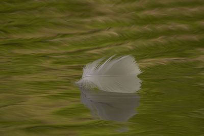 High angle view of feather on lake