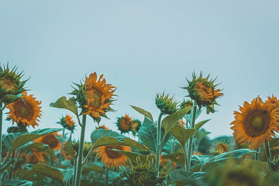 Close-up of sunflowers on field against clear sky