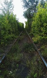 Railroad track amidst trees against sky