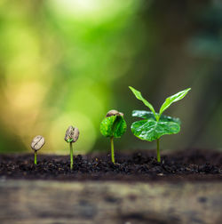 Close-up of plants growing on field