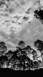 Low angle view of silhouette trees against sky