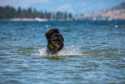 View of dog swimming in water