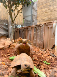 View of an animal in zoo