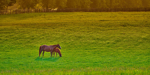 Mare and foal grazing on fresh green grass at sunset.