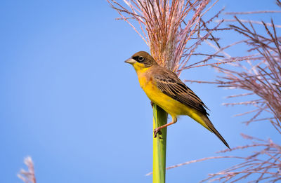 Bird perching on a tree