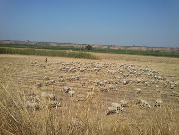Scenic view of landscape against clear sky