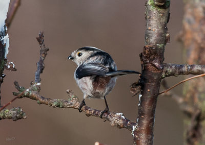 Close-up of bird perching on a tree