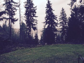 View of trees in park